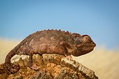 Namaqua Chameleon (Chamaeleo namaquensis). Desert Rhino Camp. Palmwag Concession. Namibia.