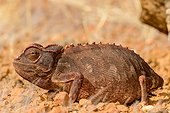Namaqua Chameleon (Chamaeleo namaquensis). Desert Rhino Camp. Palmwag Concession. Namibia.