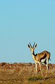 Springbok (Antidorcas marsupialis). Desert Rhino Camp. Palmwag Concession. Namibia.