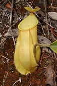 Nepenthes Pitcher Plant (Nepenthes vieillardii) urn, Koghi, New-Caledonia