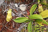 Nepenthes Pitcher Plant (Nepenthes vieillardii) urn, Koghi, New-Caledonia