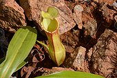 Nepenthes Pitcher Plant (Nepenthes vieillardii) urn, Mont Dore, New-Caledonia