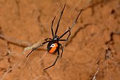 Redback spider (Latrodectus hasselti), Koghi, New-Caledonia