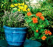 Flowers in pot in summer