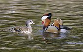 Mandarin ducks (Aix galericulata) couple courtship on water