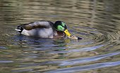Mallard (Anas platyrhynchos) mating in water, Northern Vosges Regional Nature Park, France