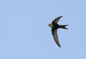 Common Swift (Apus apus) capturing a mosquito in flight, nature reserve Wagbachniederung, Germany