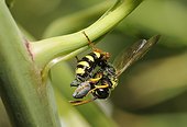 Digger wasp(Cerceris arenaria) capturing a Weevil, Northern Vosges Regional Nature Park, France