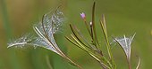 Square-stalked Willowherb (Epilobium tetragonum) flowers and seeds Northern Vosges Regional Nature Park, France