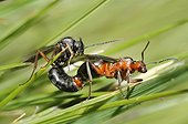 Slavemaker ant (Formica sanguinea) mating, Samoens, Alps, France