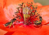 Sweat bee (Halictus marginatus) females on poppy, Northern Vosges Regional Nature Park, France