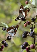 Southern White Admirals (Limenitis reducta) on Blackberries, Anduze, Cevennes, France