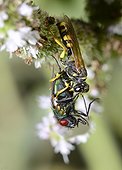 Field digger wasp (Mellinus arvensis) capturing a Greenbottle Firefly (Lucilia ampullacea) Northern Vosges Regional Nature Park, France