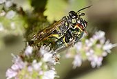 Field digger wasp (Mellinus arvensis) capturing a Greenbottle Firefly (Lucilia ampullacea) Northern Vosges Regional Nature Park, France