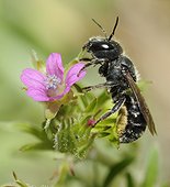 Blue Mason Bee (Osmia caerulescens) female grooming, Northern Vosges Regional Nature Park, France
