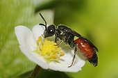 Bee parasite (Sphecodes gibbus) on flower of wild strawberry, Northern Vosges Regional Nature Park, France