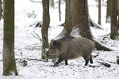 Eurasian Wild Boar (Sus scrofa) sow collecting twigs for making his 'cauldron' for calving, Bayerisher Wald, Germany