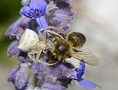 Crab spider (Thomisus onustus) white female capturing a Honey Bee (Apis mellifera), Anduze, Cevennes, France