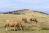 Aubrac Cows grazing, Mont Aigoual, Cevennes National Park, France