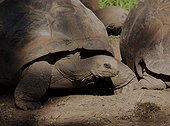 Aldabra giant tortoise (Aldabrachelys gigantea), Parc des terres des 7 îles, Maurice island