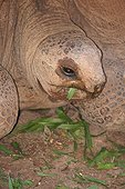 Aldabra giant tortoise (Aldabrachelys gigantea) eating, Parc des terres des 7 îles, Maurice island