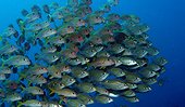 School of Yellowfin goatfish (Mulloidichthys vanicolensis) and Gold-lined Large-eyed Bream (Gnathodentex aureolineatus), Flic-en-flac, Maurice island, Indian Ocean