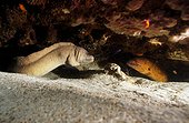 Yellowmouth moray (Gymnothorax nudivomer) and Yellow-edged moray (Gymnothorax flavimarginatus) in reef, Flic-en-flac, Maurice island, Indian Ocean
