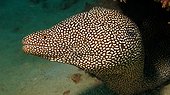 Portrait of Spotted Moray (Gymnothorax meleagris), Flic-en-flac, Maurice island, Indian Ocean