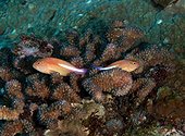 Arc-eye hawkfish (Paracirrhites arcatus) in reef, Flic-en-flac, Maurice island, Indian Ocean