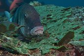 Blue-and-yellow grouper (Epinephelus flavocaeruleus) on reef, Flic-en-flac, Maurice island, Indian Ocean