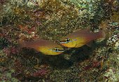 Goldbelly cardinalfish (Ostorhinchus apogonides) in reef, Flic-en-flac, Maurice island, Indian Ocean