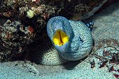 Yellowmouth moray (Gymnothorax nudivomer) in reef, Flic-en-flac, Maurice island, Indian Ocean