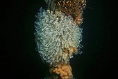 Light bulb sea squirt (Clavelina lepadiformis), Thau Lagoon, Mediterranee, France