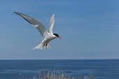 Arctic Tern (Sterna paradisaea ) in flight, Farne Island, Scotland