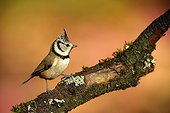 Crested Tit ( Lophophanes cristatus ) , Ardennes , Belgium