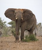 Elephant (Loxodonta africana) threatening ears flapping, Tsavo East National Park, Kenya