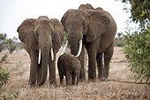 Two female elephant and calf Loxodonta africana Tsavo East National Park Kenya