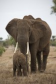 Elephant (Loxodonta africana) cow and calf, Tsavo East National Park, Kenya