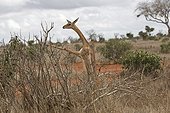 Gerenuk Litocranius walleri browsing Tsavo East National Park Kenya