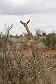 Gerenuk (Litocranius walleri) browsing Tsavo East National Park, Kenya