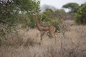 Gerenuk (Litocranius walleri) feeding on Acacia shrub, Tsavo East National Park, Kenya