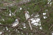 Two Red-billed hornbills (Tockus erythrorhynchus), Tsavo East National Park, Kenya