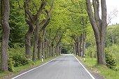 Oak treeseither side of road near Buhren Germany