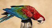 Green Macaw (Ara chloroptera) on a pole