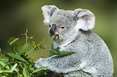 Koala (Phascolarctos cinereus) eating Eucalyptus leaves