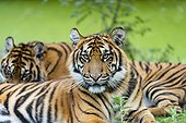 Portrait of Sumatran Tiger (Panthera tigris sumatrae)