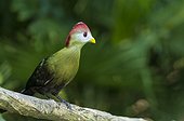 Red-crested Turaco (Tauraco erythrolophus) on a branch, Angola