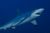 requin gris de récif, Carcharhinus amblyrhynchos, se faisant déparasiter par un labre nettoyeur, Labroides dimidiatus sur la pente externe du récif de l'atoll de Rangiroa, Polynésie française.