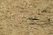 grey wagtail (Motacilla cinerea) catching insects on ground