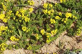 Sand bedstraw (Galium arenarium) flowers, Atlantic Coast, France